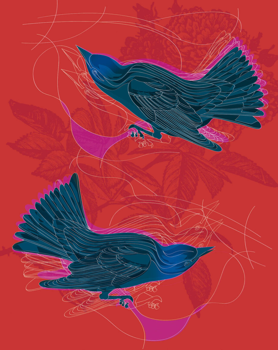 Uccelli blu fondo rosso